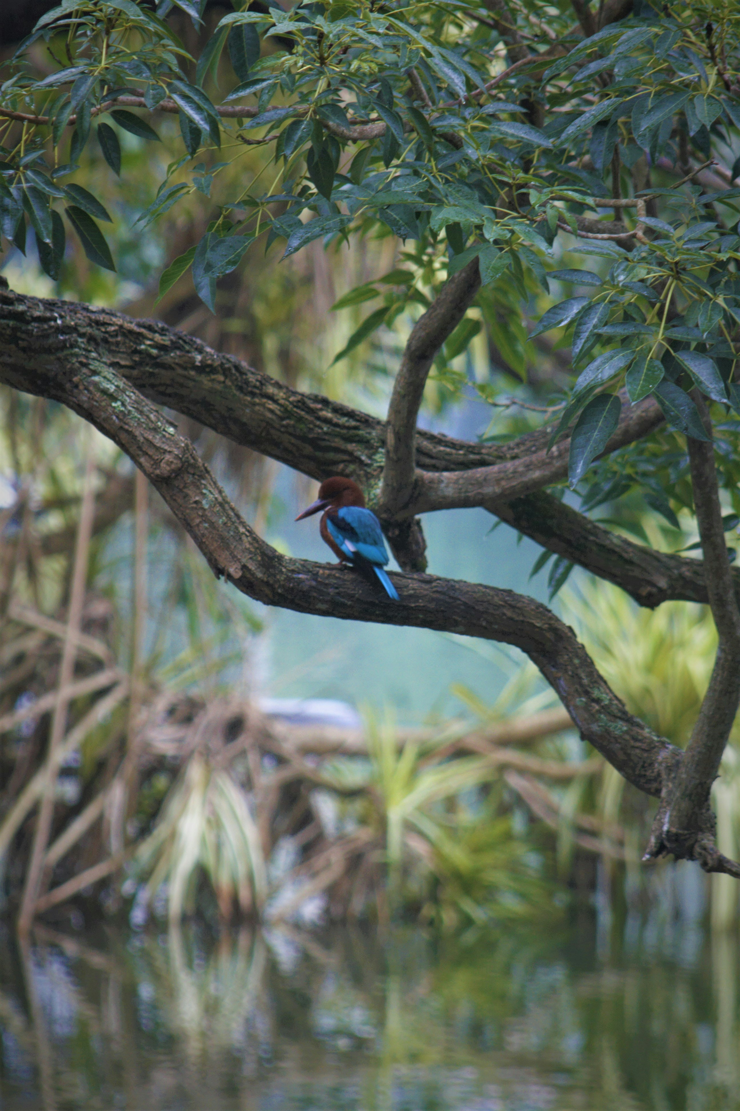 Elephant in the wild