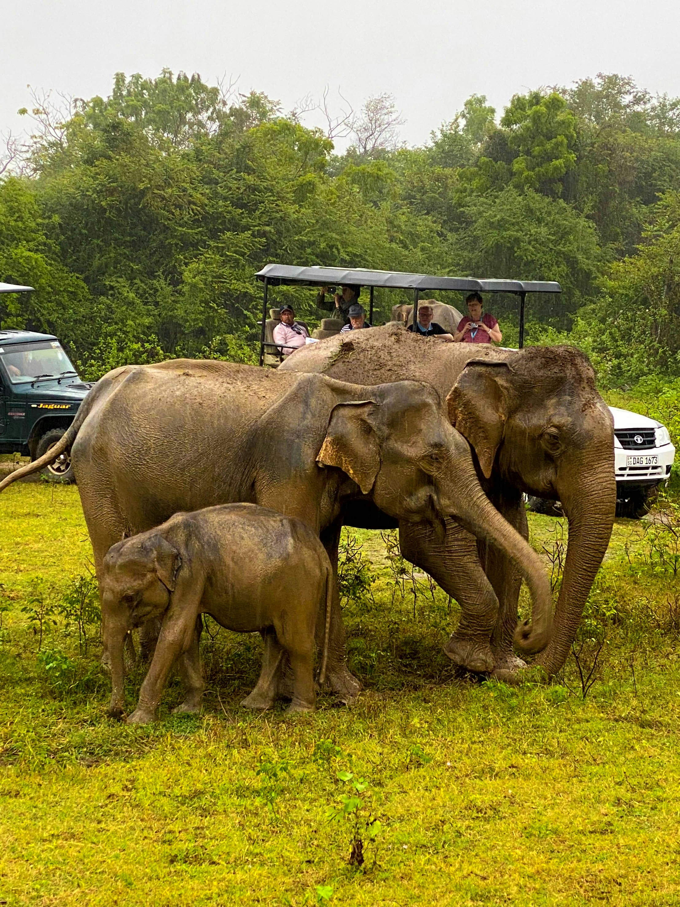Safari Guide with Jeep